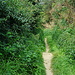 Lößhohlweg, hier sind die Wände schon bewachsen