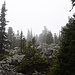 im Wald von Bivio nach Alp Natons...