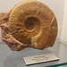 Fossilienausstellung im "Schweizerhaus"