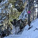die Sonnenstrahlen dringen durch die obersten Bäume hindurch