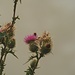 letzte Überbleibsel des Sommers