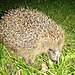Kein Stofftier / niente animale di peluche