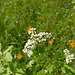 Echter Buchweizen (Fagopyrum esculentum)