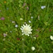 Gelbe Skabiose (Scabiosa ochroleuca)