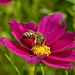 Biene mit Pollenhöschen / Ape con mutandine di polline