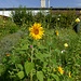 Man muss was für die Insekten tun. Das geht auch in der Stadt, wenn man will und ein bisschen zum Kämpfen Lust hat. Manche würden hier gerne ihre Autos abstellen.....<br /><br />Bisogna fare qualcosa per gli insetti. Puoi farlo anche in città, se vuoi e hai voglia di combattere un po'. Alcune persone vorrebbero parcheggiare qui le loro auto.<br /><br />