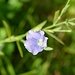 Blauer Lein, Linum usitatissimum