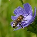 Biene auf Wegwarte / Ape su Cichorium intybus
