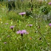 Flockenblumen (Centaurea)