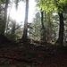 Der waldige Aufstieg bis zur Wallgauer Alm ist angenehm; kein Kampf im Unterholz. Hier im Abstieg vom Schafkopf