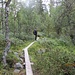 Holzbohlenweg im Tundrawald