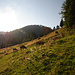 Vieh an der Unteren Hirschalm