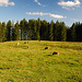 Vieh an auf der Sauersbergalm