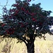 Sambuco Rosso-Sambucus Racemosa