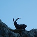 Hier kamen die ersten Wanderer vom Berggasthaus Tierwis herauf. Einen alten Steinbock, der sich hier zum Frühstück seine spärlichen Kräutlein zwischen den Kalkfelsen zusammensuchte, rührte das allerdings wenig. 