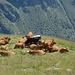 Die Kühe der Vanoise