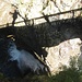 An der Brücke oberhalb der Gachentodklamm