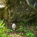 Rast mit Bovist