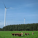 Im Norden Luxemburgs gibt es Wind und Kühe
