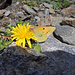 Postillon (Colias crocea)