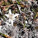Edelweiss
