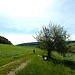 Wir folgen dem breiten Feldweg Richtung Hüttenthal.