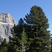 Sella