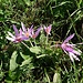 There were lots of these flowers down at the lake.