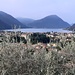 Porlezza 275 mt