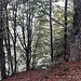 La bellissima faggeta verso Seghebbia dal quale transiteremo sulla via del ritorno. 