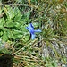gefranster Enzian (Gentianopsis ciliata)