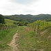 Am Ortsrand von Dambach geht es über Weinhänge und danach in den Wald.