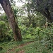 Entering rain forest