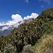 Mount Meru seen from trail