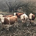 aussergewöhnliche Kühe