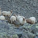 Schafe mit lustigen Hörnern