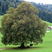 Prächtiger Baum