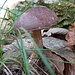 Der Pilz.