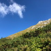Im Aufstieg zur Vrtača/Wertatscha - Blick über Büsche und Latschenkiefern. Bei genauem Hinsehen sind etliche andere Berggänger im weiteren Wegverlauf zu erkennen.