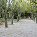 Platanenallee