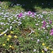 Überwältigend artenreiche Flore am Monte Coscerno.