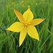 Flora zeigt sich gelb und symmetrisch.