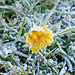 Frost