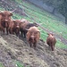 Mucche scozzesi al pascolo che non sembrano minimamente turbate dal brutto tempo, come noi….