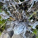 "Eisdistel"