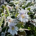 Frost 