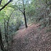 Molto bello e appagante il sentiero n° 15, un lungo traverso nel bosco che ci porterà da San Pietro a Suello.