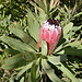 Protea caffra Meisn. (südafrikanischer Baum)