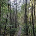 Im Wahnbachtal ist man im Erlenwald unterwegs 