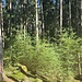 Schöner Fichtenhochwald mit Unterholz aus Lärchen